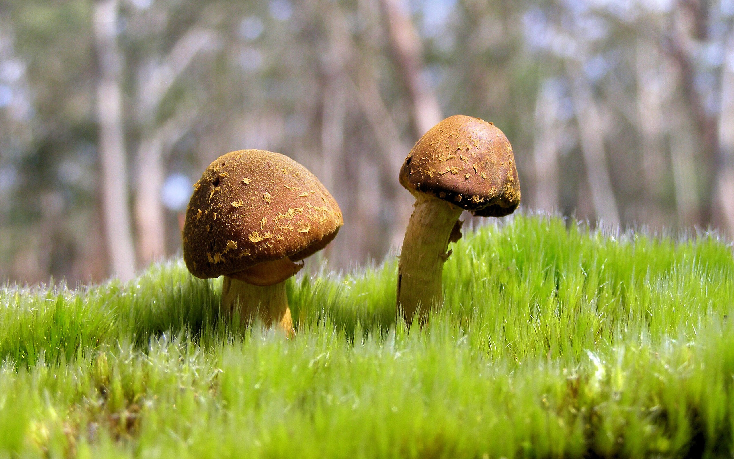 国足主帅临场调度风格分类与成功率统计，国足主帅人选最新消息