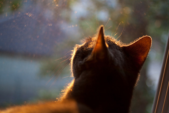 外援风格融合为何与本土打法错位，球队外援