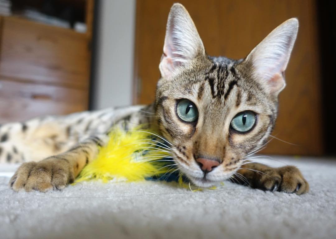 女足发展现状 职业化还需哪些推进，中国女足发展现状