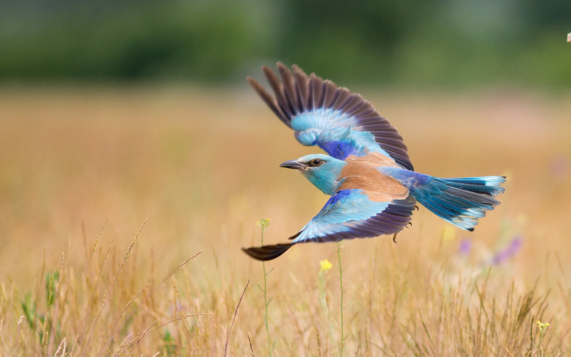 美国队未来展望：如何通过团队管理提升战斗力，美队锻炼计划
