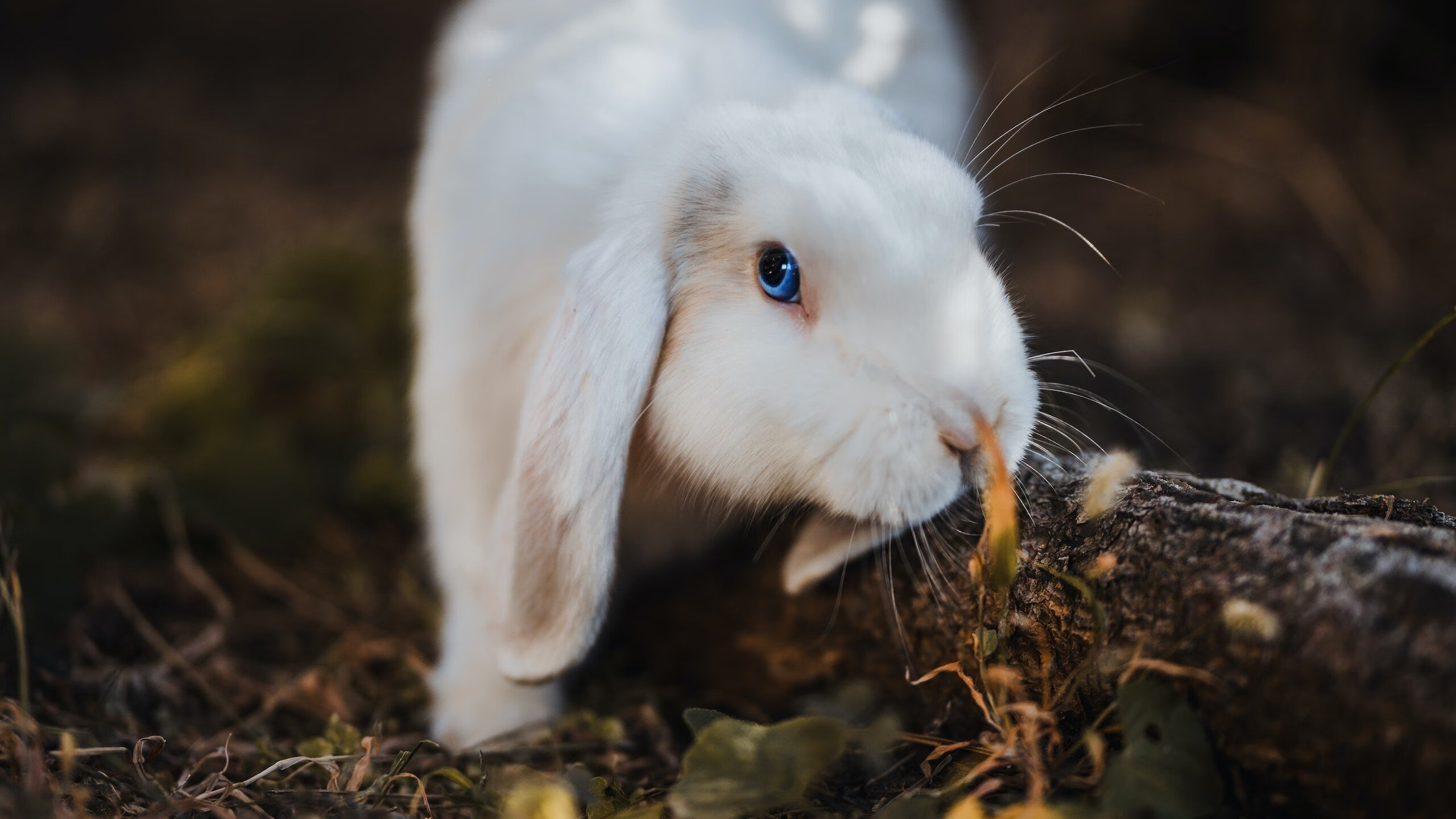 乐鱼体育-职业联赛观众流失趋势加剧，搜索职业联赛