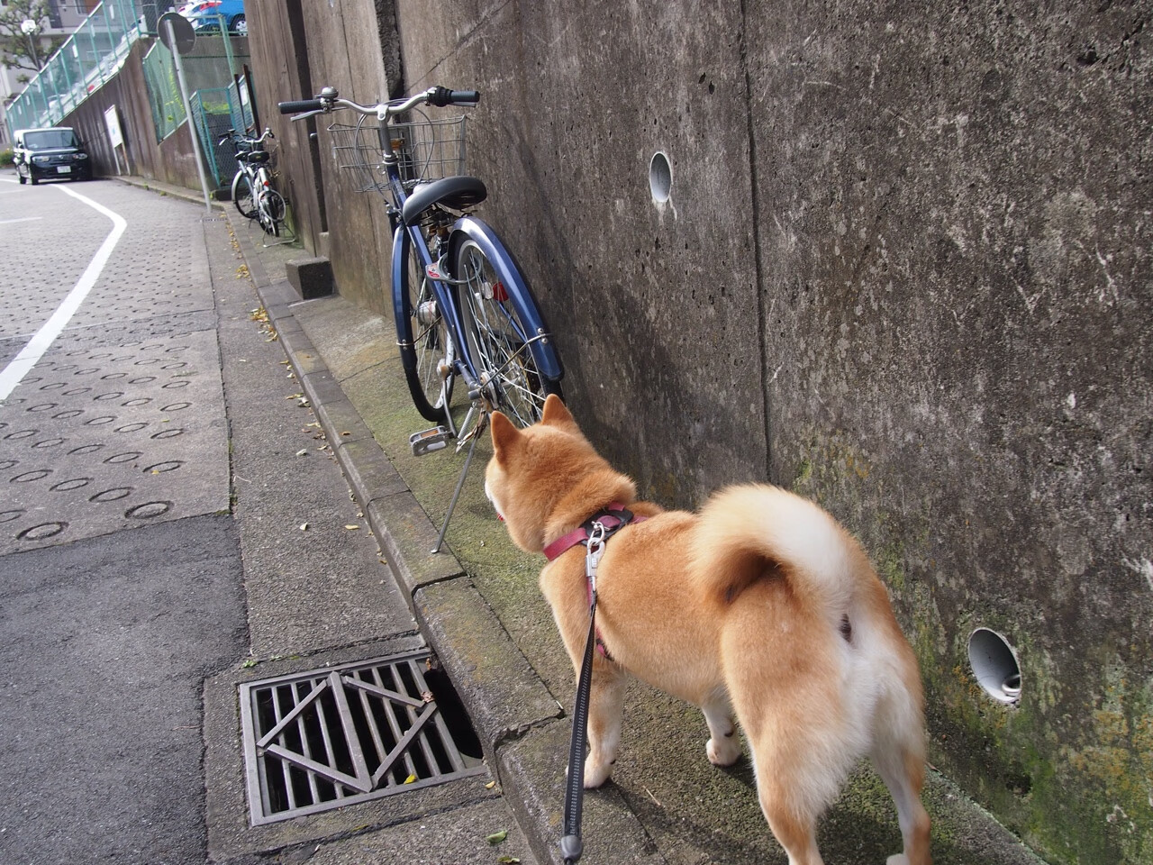 乐鱼官网-中国足球联赛推广主客场文化交流日，中国足球办会