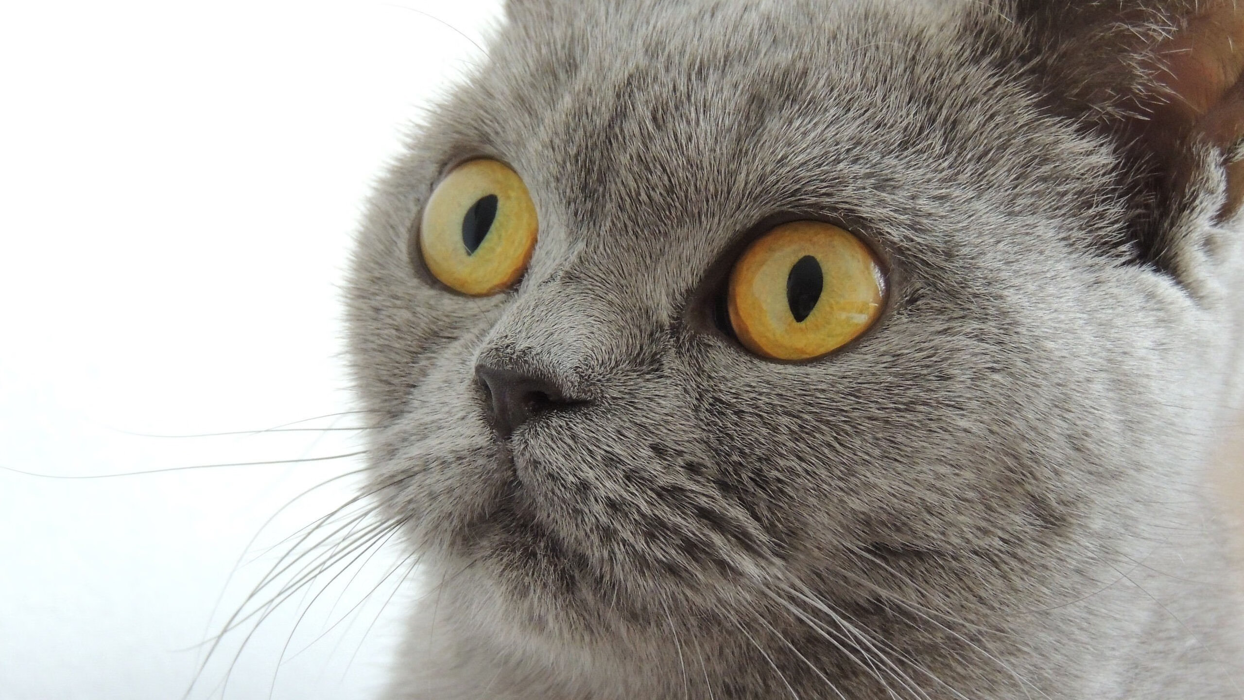 leyu.com-吉尔吉斯斯坦女篮在欧洲预赛中奋勇前行，期待突破，吉尔吉斯斯坦南方女王