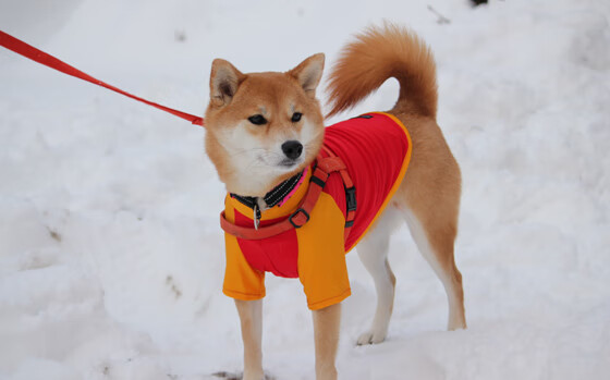 乐鱼体育登录-国际足球裁判联盟推行裁判培训新标准，提升执法水平，国际级足球裁判员