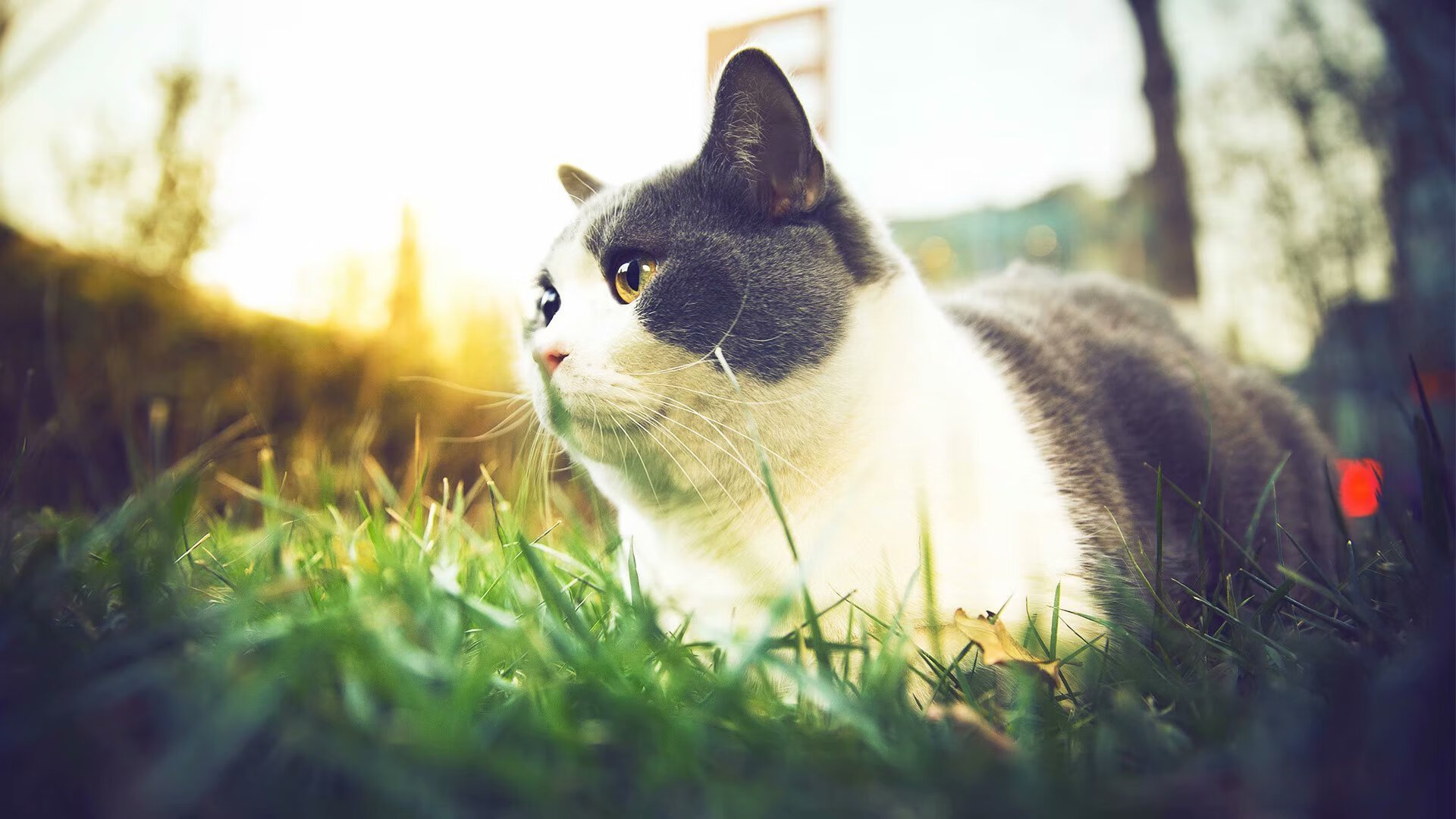 leyu.com-德国猛将梅尔滕斯决赛展现长泳功底，德里斯·梅尔滕斯什么水平