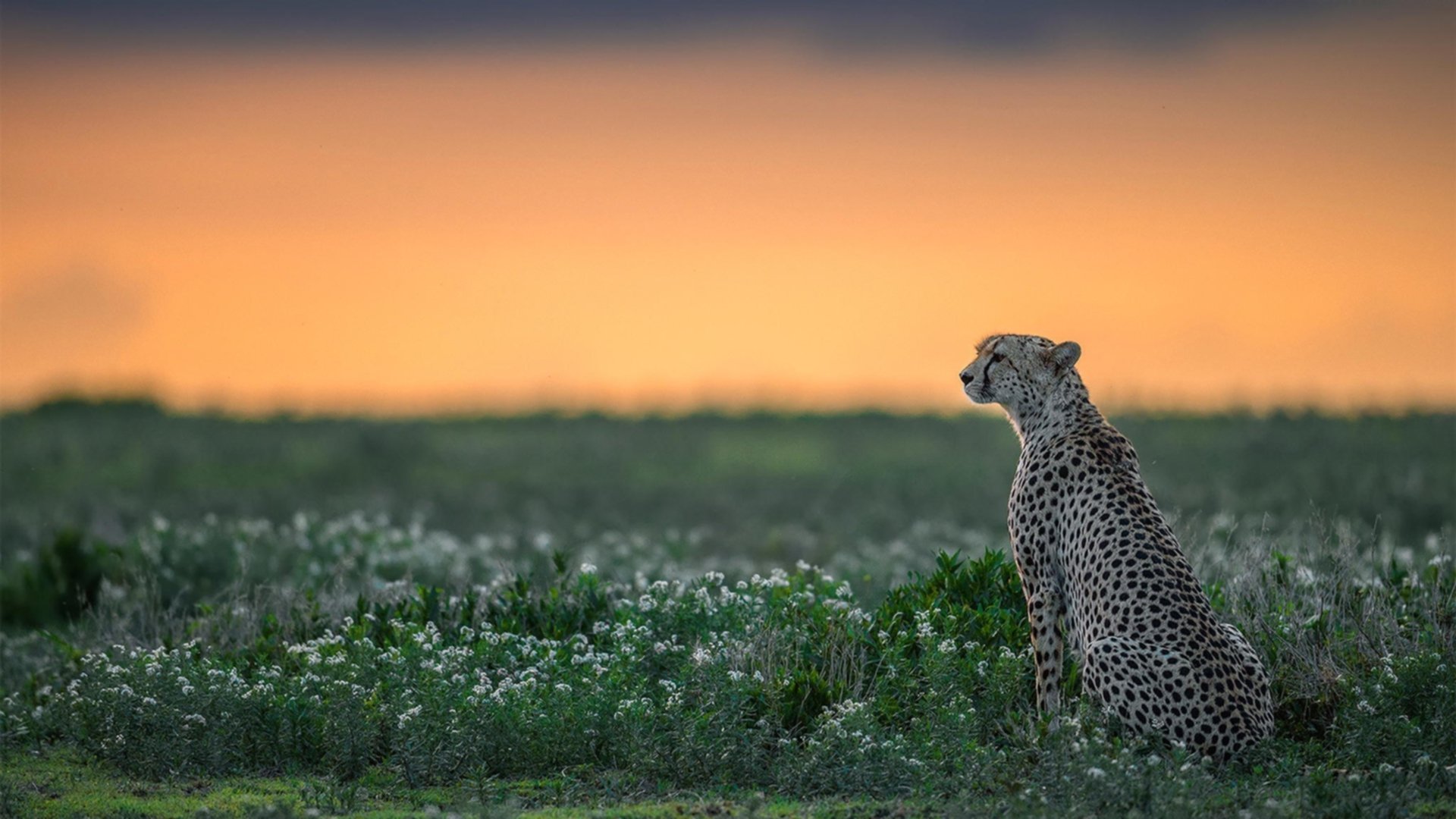 比利时男篮在欧洲预赛中全力冲刺，期待奥运开门红，比利时队2021欧洲杯