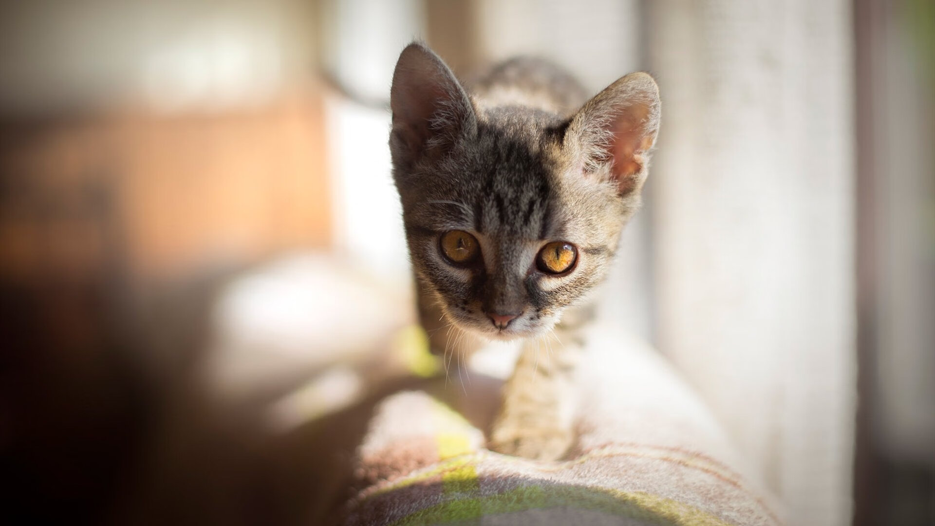 法甲精彩集锦：精彩瞬间连连，精彩纷呈！，法甲的比赛