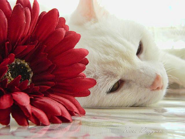 火箭新援全场紧逼防守训练中表现突出，火箭队引援最新消息