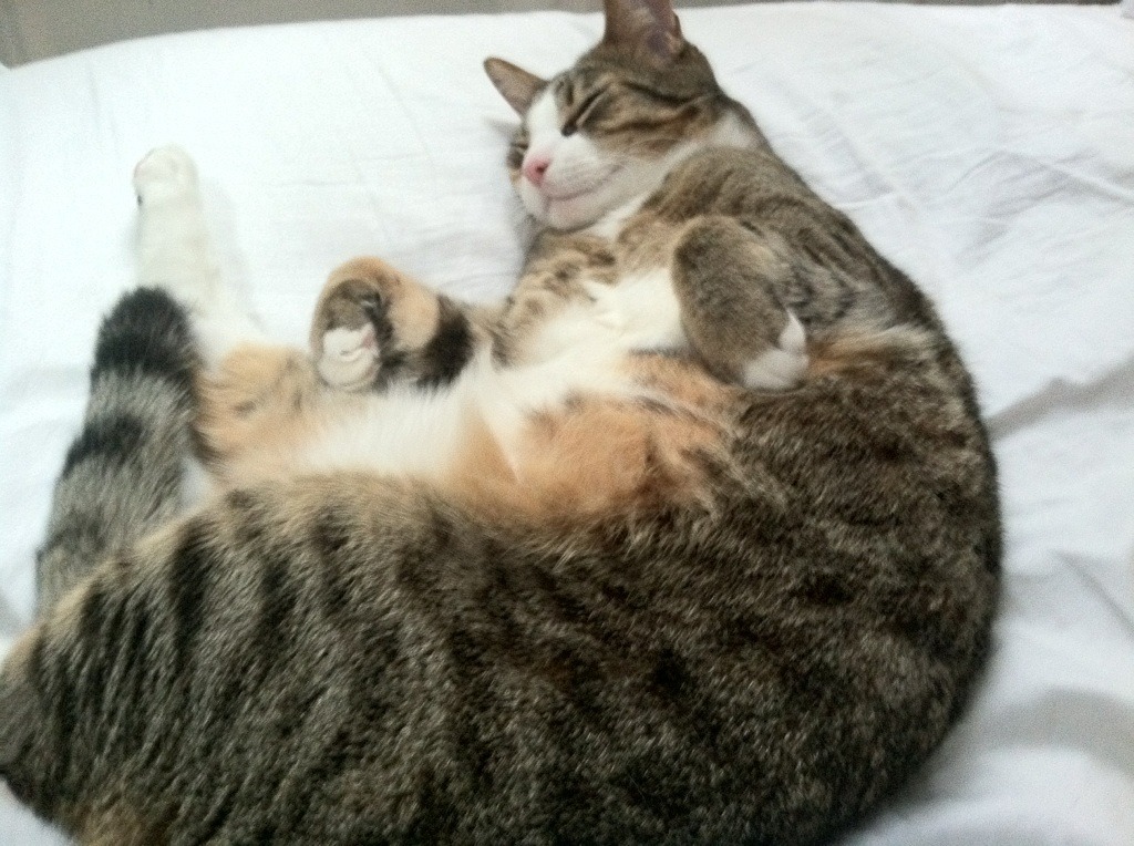 LEYU乐鱼体育官方网站-爱尔兰橄榄球青训成功与全球接轨，爱尔兰篮球队